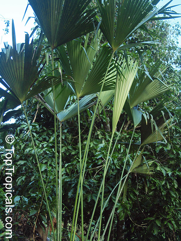 Carludovica sp., Carludovica Palm, Jungle Drum