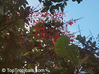 Warscewiczia ( Warszewiczia ) coccinea, Wild Poinsettia, Chaconia, Pride of Trinidad

Click to see full-size image