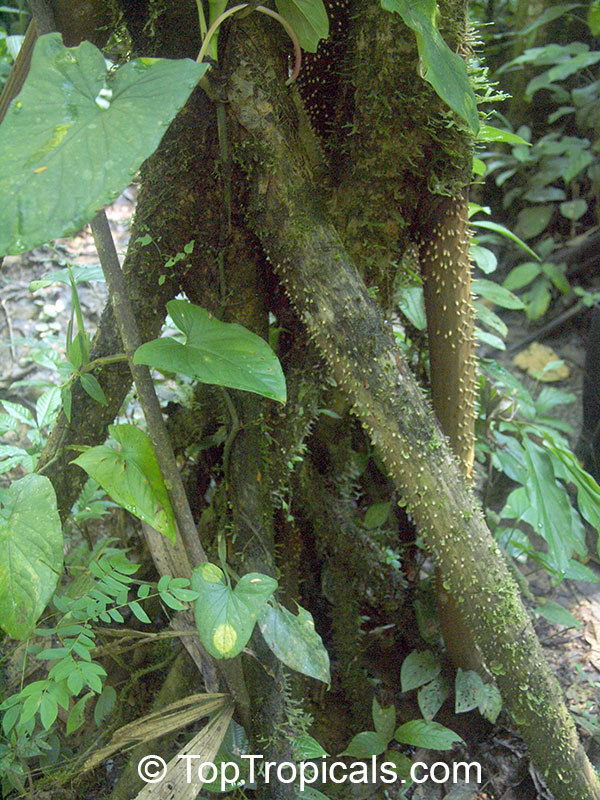 Socratea exorrhiza, Walking Palm, Cashapona
