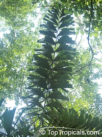 Socratea exorrhiza, Walking Palm, Cashapona

Click to see full-size image