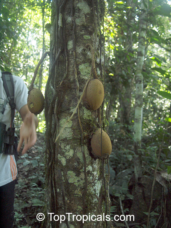 Grias neuberthii, Piton Tree, Wild Mango, Sanchamangue