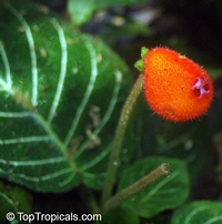 Pearcea hypocyrtiflora, Gloxinia hypocyrtiflora, Pearcea

Click to see full-size image