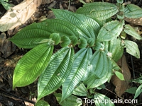 Maieta guianensis, Amazon Ant-plant

Click to see full-size image