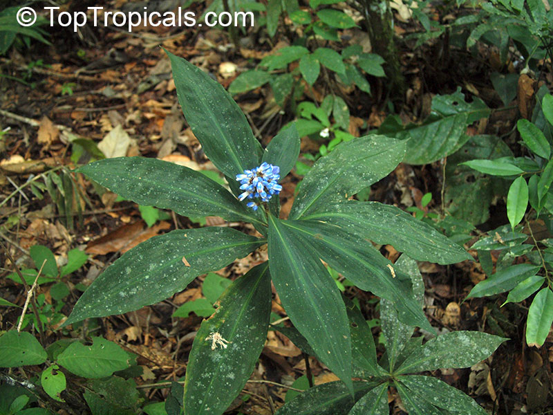 Dichorisandra thyrsiflora, Blue Ginger, Brazilian Ginger