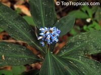 Dichorisandra thyrsiflora, Blue Ginger, Brazilian Ginger

Click to see full-size image
