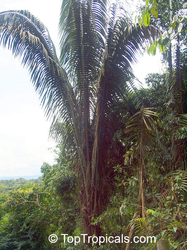 Oenocarpus bataua, Jessenia polycarpa, Patawa, Sehe, Hungurahua, Ungurahui