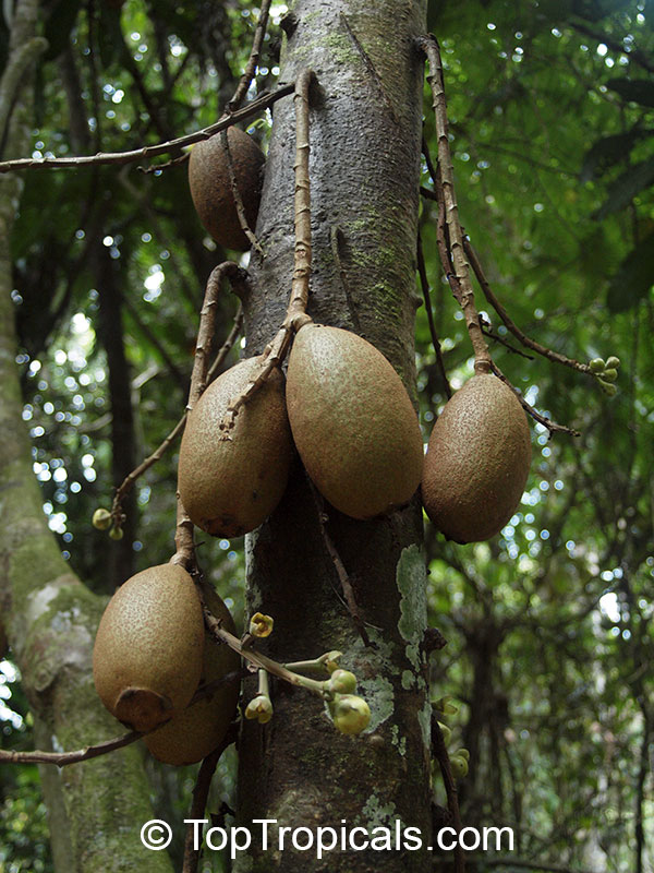 Grias neuberthii, Piton Tree, Wild Mango, Sanchamangue