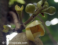 Grias neuberthii, Piton Tree, Wild Mango, Sanchamangue

Click to see full-size image