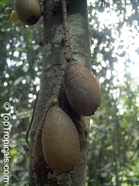 Grias neuberthii, Piton Tree, Wild Mango, Sanchamangue

Click to see full-size image