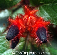 Pearcea rhodotricha, Pearcea

Click to see full-size image