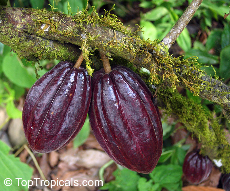 Theobroma cacao (Chocolate tree)