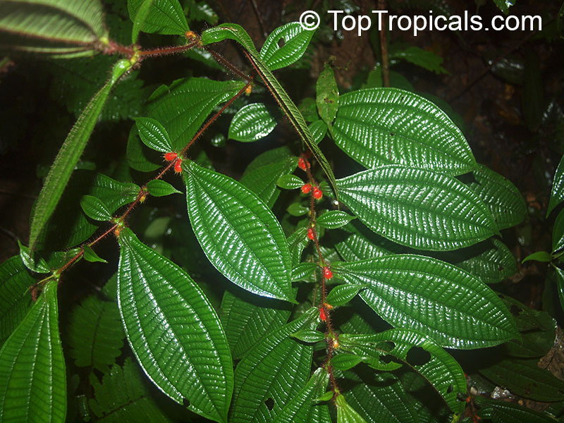 Maieta guianensis, Amazon Ant-plant