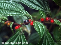 Maieta guianensis, Amazon Ant-plant

Click to see full-size image
