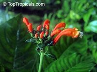 Centropogon sp., Centropogon

Click to see full-size image