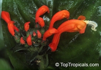 Centropogon sp., Centropogon

Click to see full-size image
