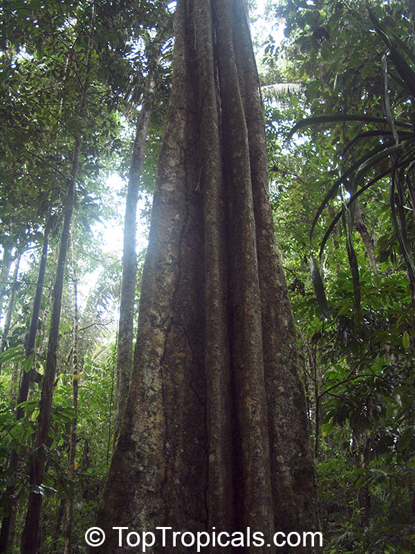 Phragmotheca ecuadoriensis, Camatuhua