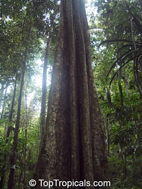Phragmotheca ecuadoriensis, Camatuhua

Click to see full-size image