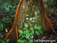 Brosimum alicastrum, Breadnut, Maya Nut

Click to see full-size image