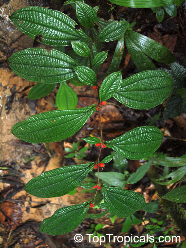 Maieta guianensis, Amazon Ant-plant