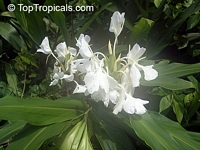 Hedychium coronarium, White Ginger, Butterfly Ginger Lily
