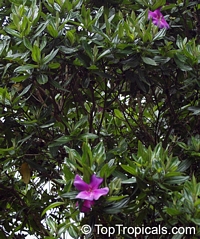 Unknown 88, Melastomataceae

Click to see full-size image