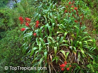 Pitcairnia sp., Bromeliad

Click to see full-size image