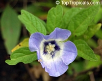 Nicandra physaloides, Shoo-Fly Plant

Click to see full-size image