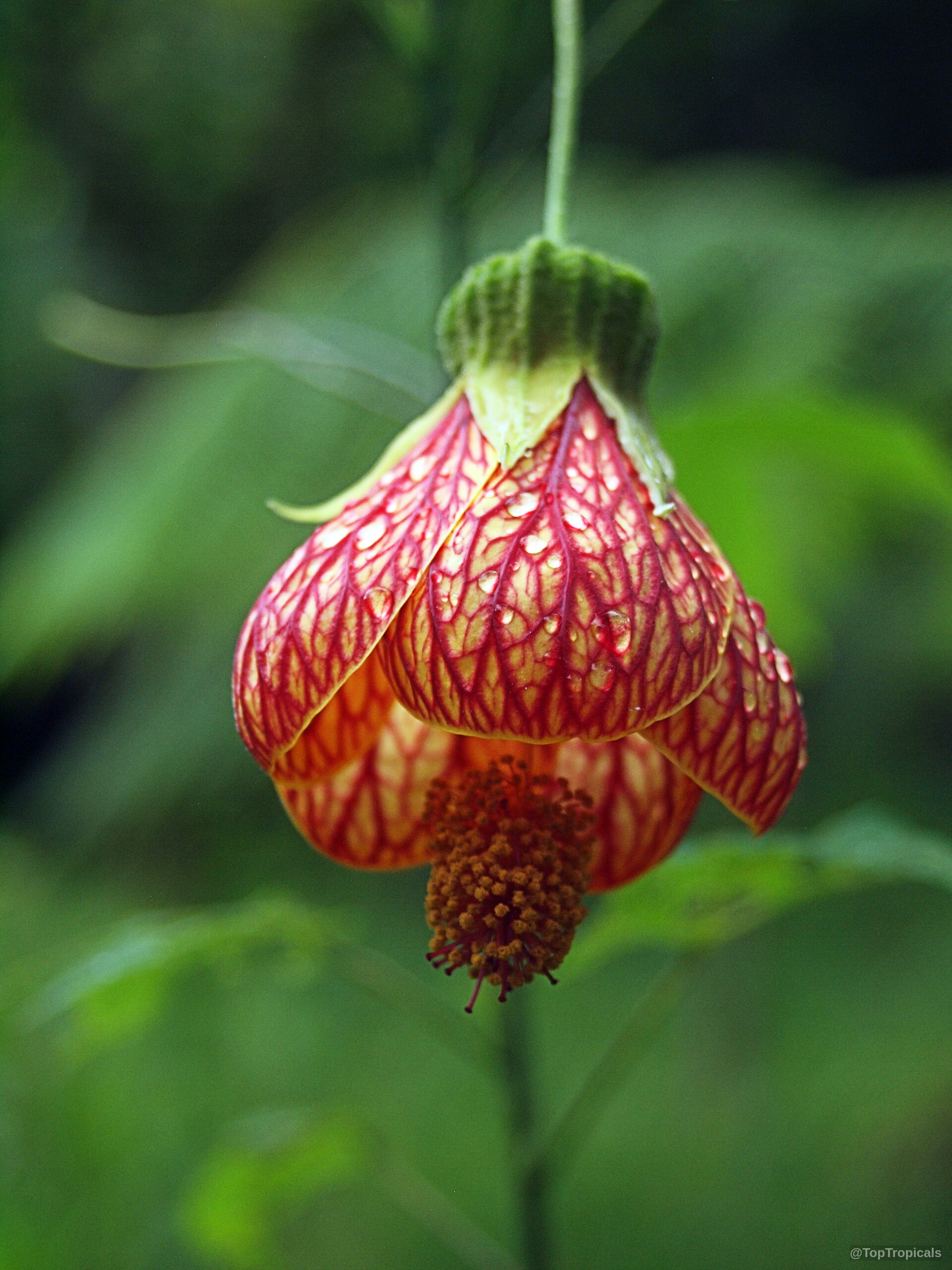 Abutilon sp. (Flowering Maple) hangs downward with a delicate yellow and red netted bell shape Abutilon sp. (Flowering Maple) yellow red hanging bell flower close up on thin stem