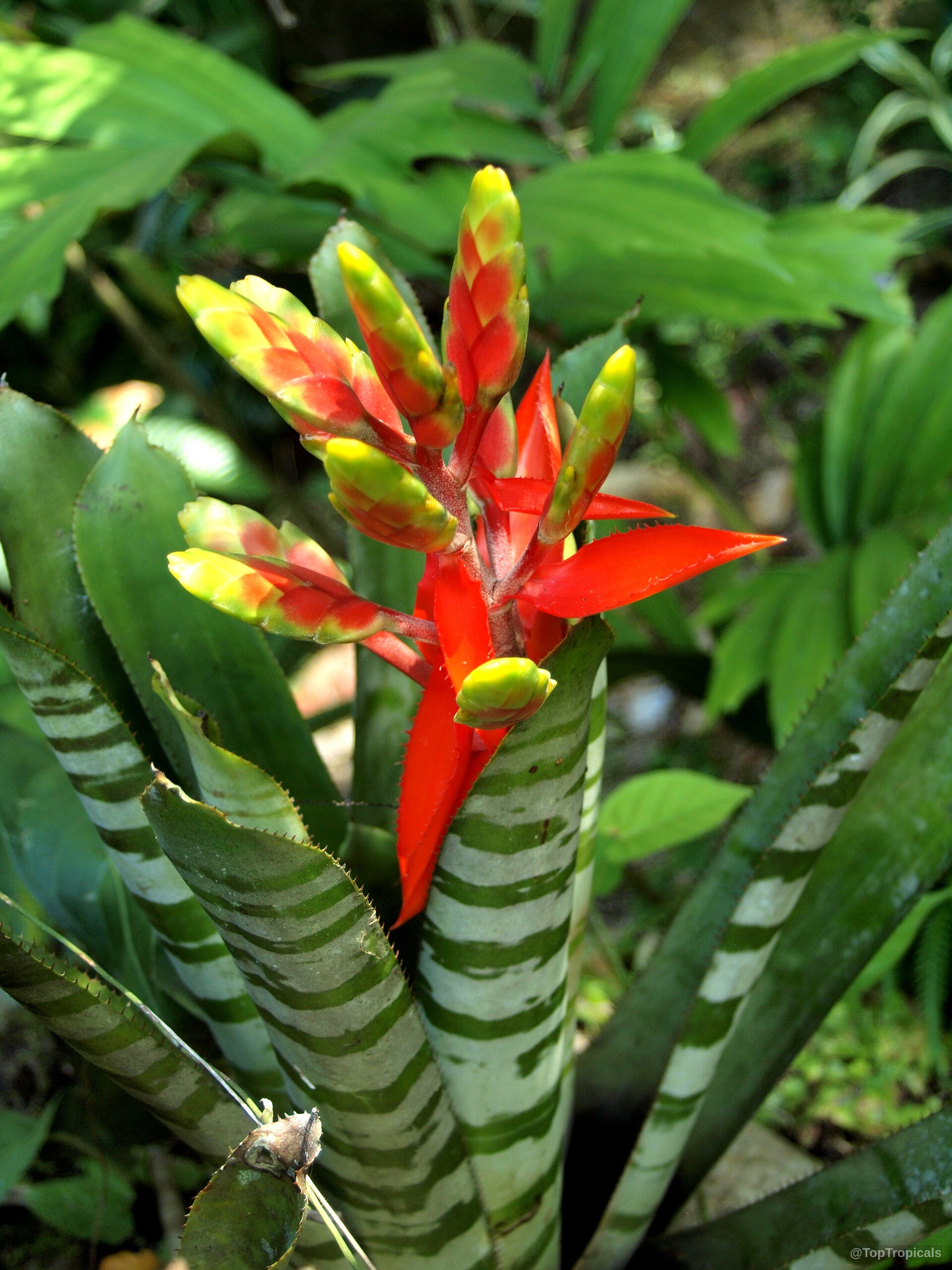 Aechmea sp. (Bromeliad) tall flower spike rising from foliage with distinct red and yellow colors Aechmea sp. (Bromeliad) red and yellow flower with green leaves close up