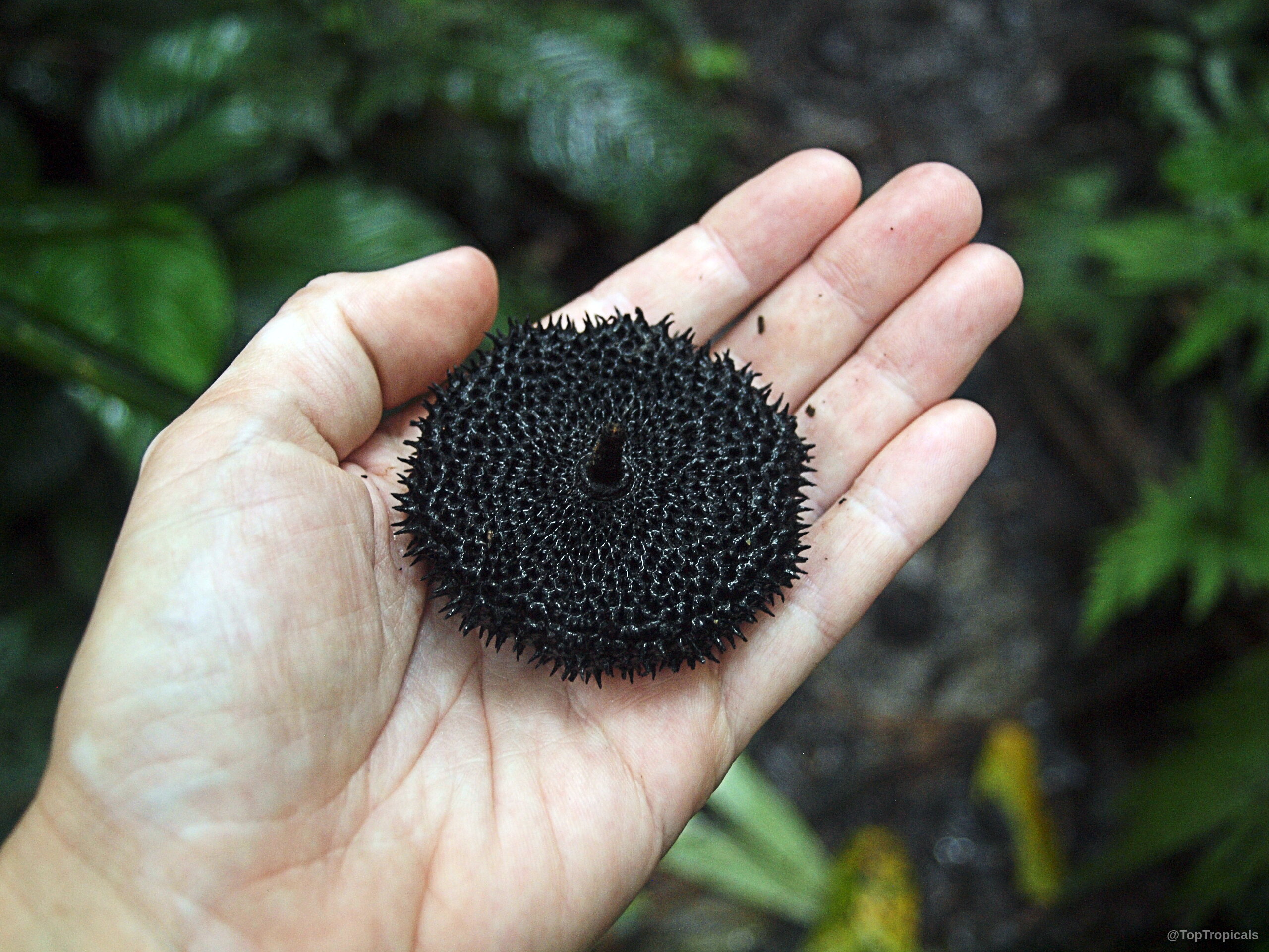 Apeiba aspera (Monkey's Comb) round black fruit with spiky surface held in an open human palm Apeiba aspera (Monkey's Comb) black fruit close up held in a palm for size scale