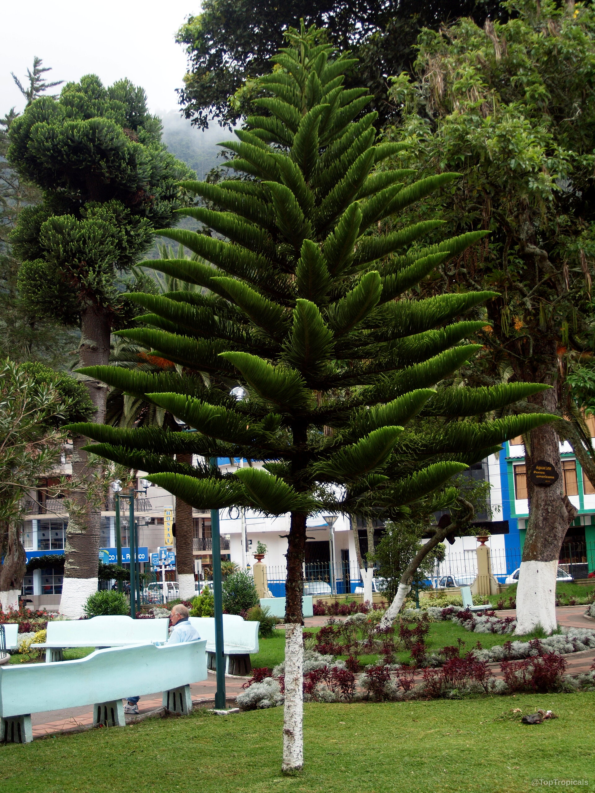 Araucaria sp. (Monkey Puzzle) symmetrical tree with dense green branches reaching outward from central trunk Araucaria sp. (Monkey Puzzle) deep green symmetrical tree with layered branches in landscape