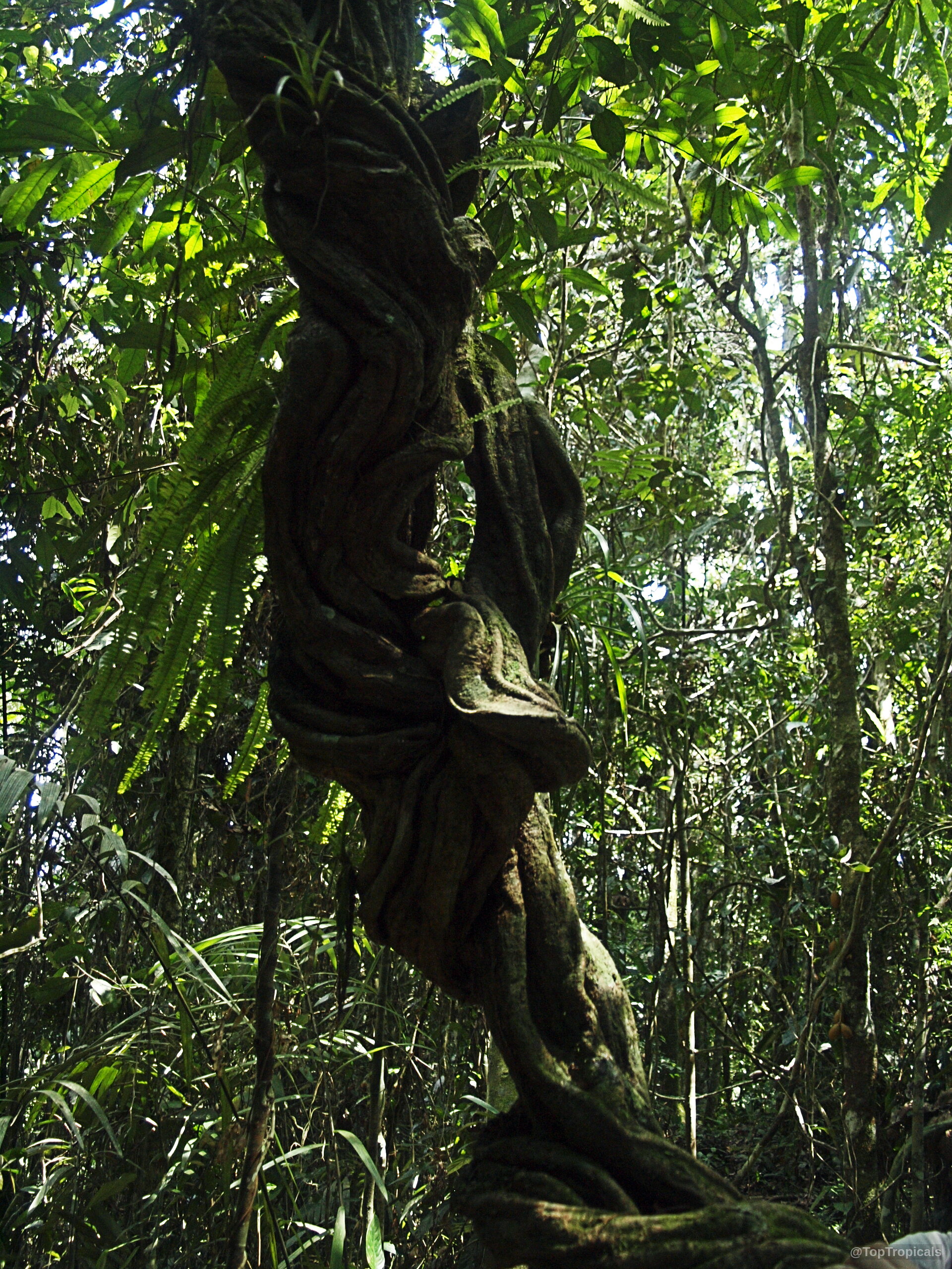 Banisteriopsis caapi (Ayahuasca) thick woody vine winding upward with textured brown surface and rough edges Banisteriopsis caapi (Ayahuasca) brown twisting woody plant stem with textured bark in deep forest