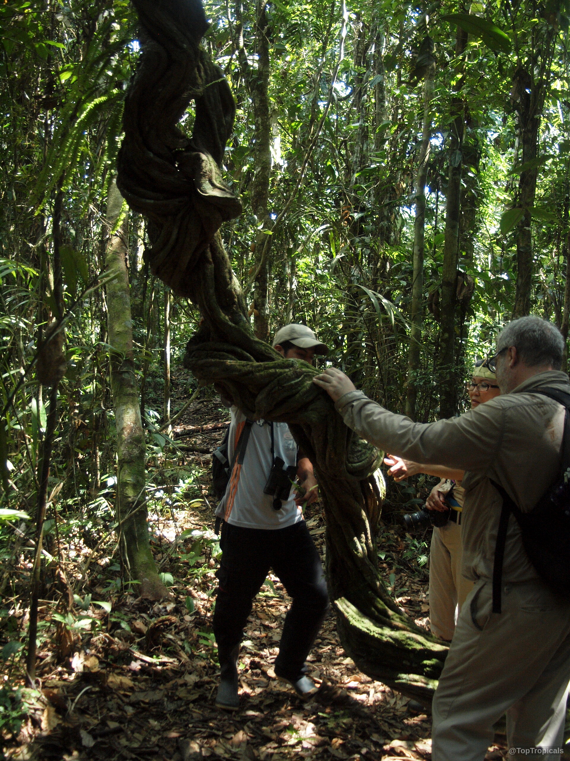 Banisteriopsis caapi (Ayahuasca) thick brown twisted woody vine trunk with people touching the bark. Banisteriopsis caapi (Ayahuasca) thick brown twisted woody vine plant in deep forest setting.