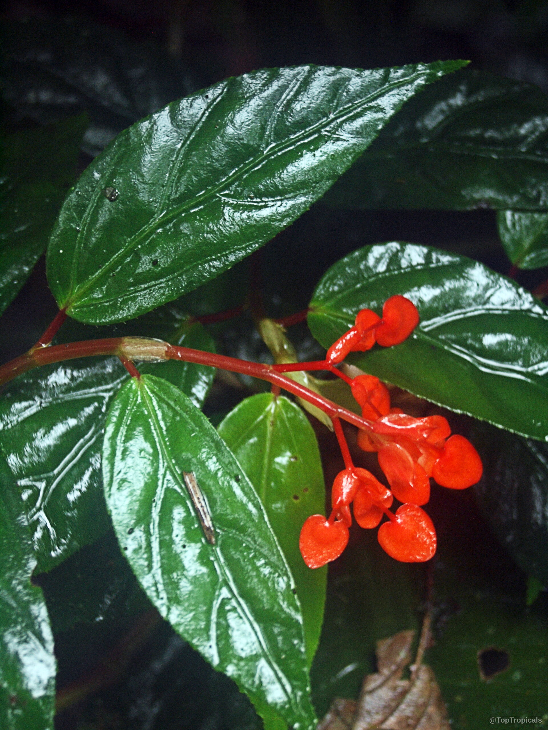 Begonia (Begonia) sp. with small orange-red flower clusters among long smooth green foliage. Begonia (Begonia) sp. red flower and shiny green leaves in a close up view.
