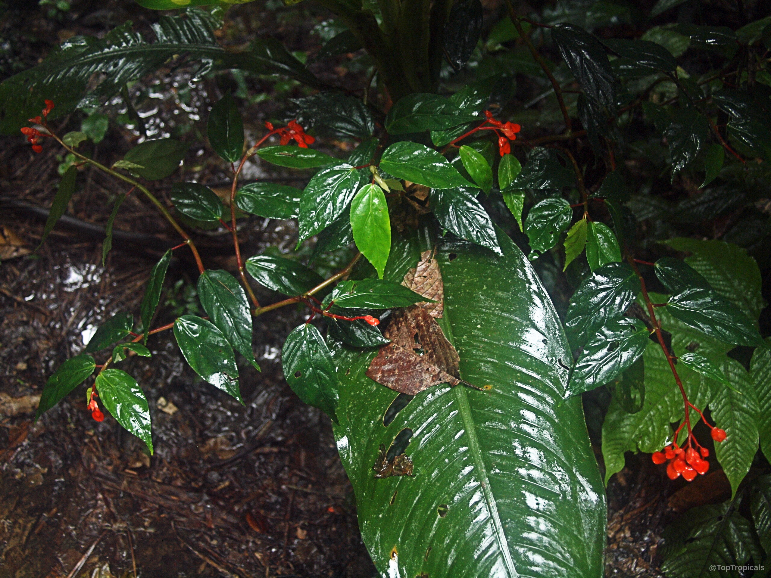 Begonia sp. (Begonia) with small red flower clusters and glossy dark green pointed leaves. Begonia sp. (Begonia) red flower and dark green leaves on the branch close up