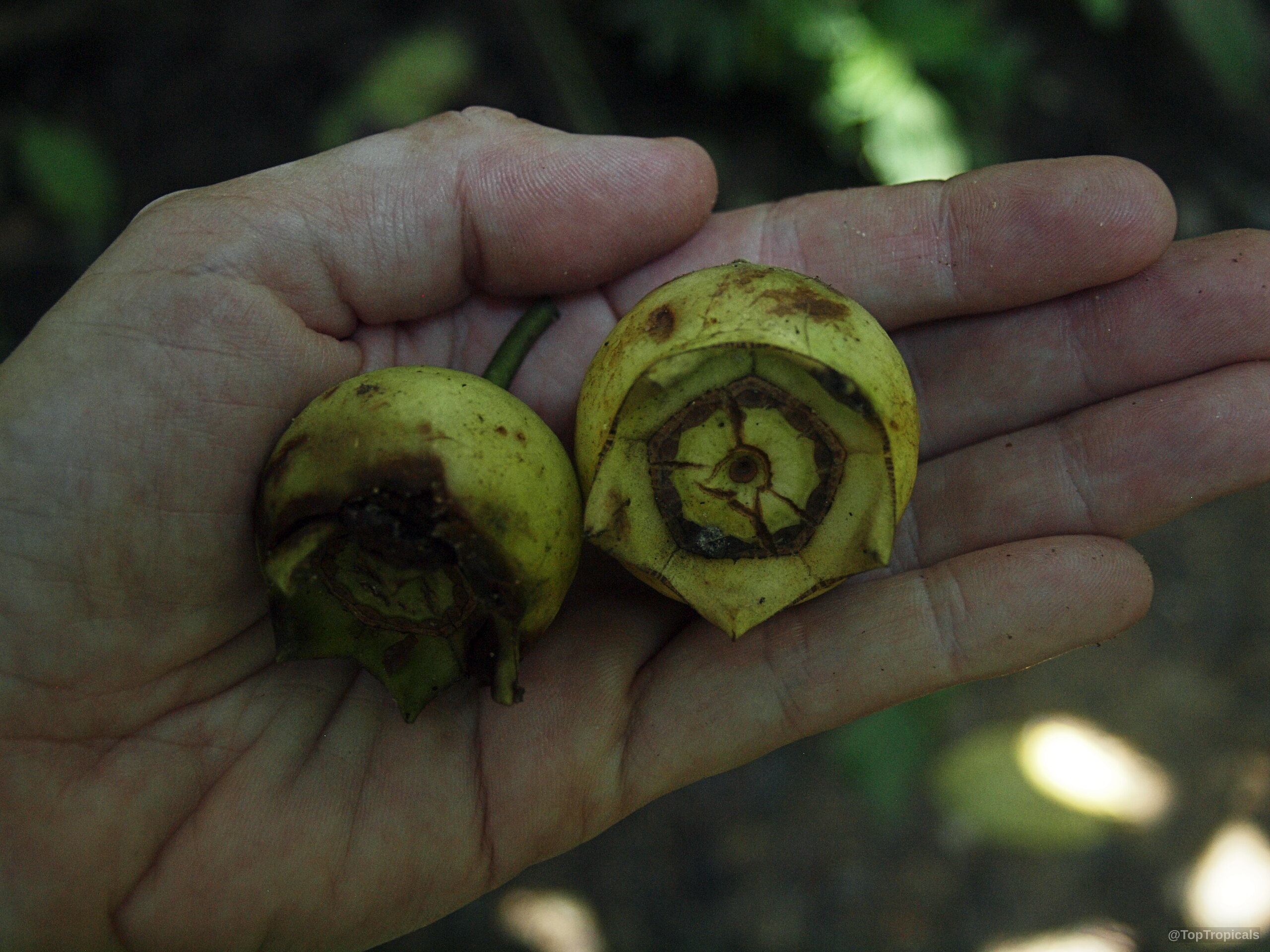 Bellucia pentamera (Coronillo) yellow fruit held in hand showing round shape and pointed base structure. Bellucia pentamera (Coronillo) yellow fruit in palm of hand for close up assessment of texture.