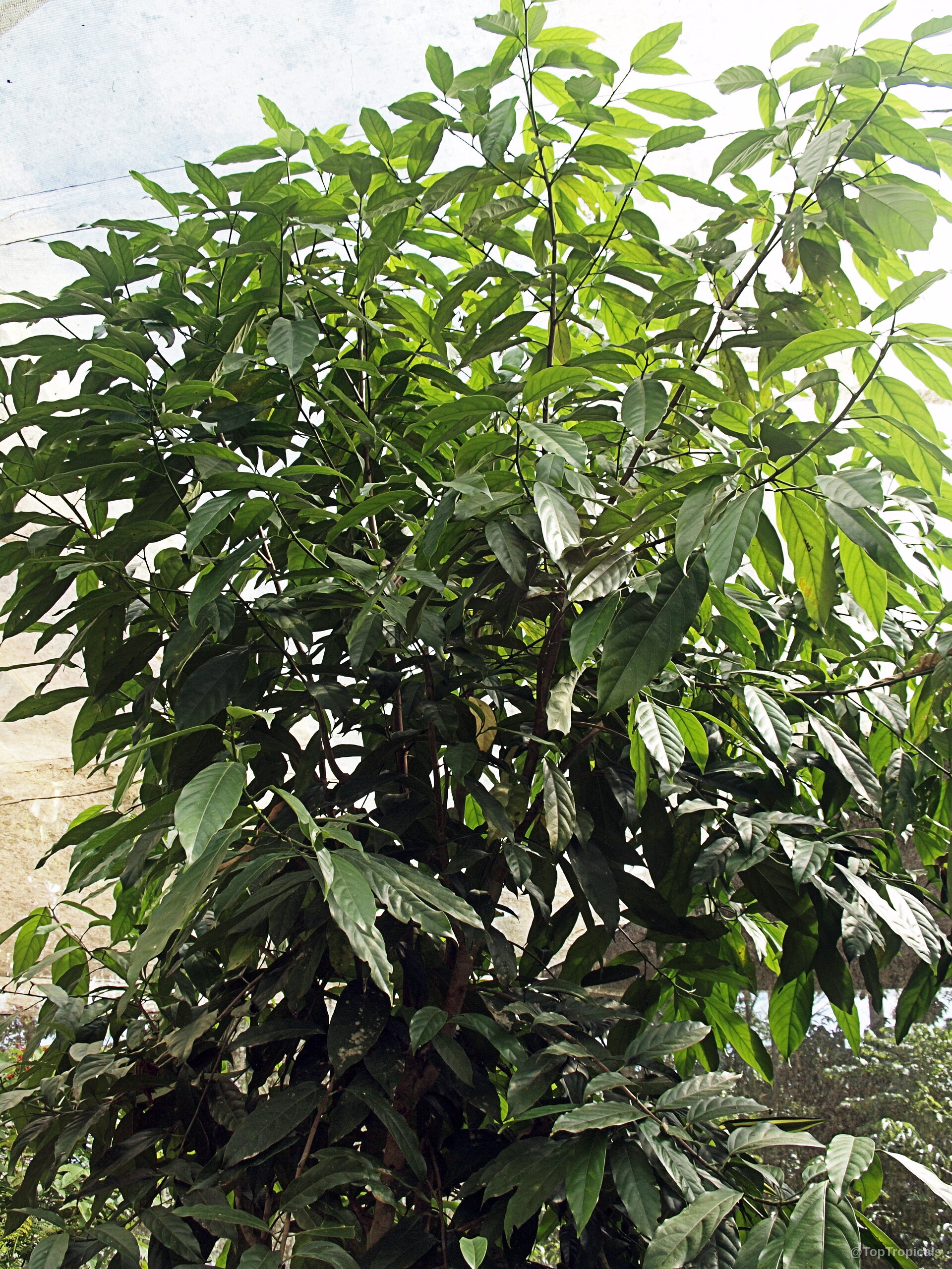 Bunchosia glandulifera (Wild Peanut Tree) showing many thick branches filled with lush green foliage. Bunchosia glandulifera (Wild Peanut Tree) with dense green leaves on a woody upright plant.