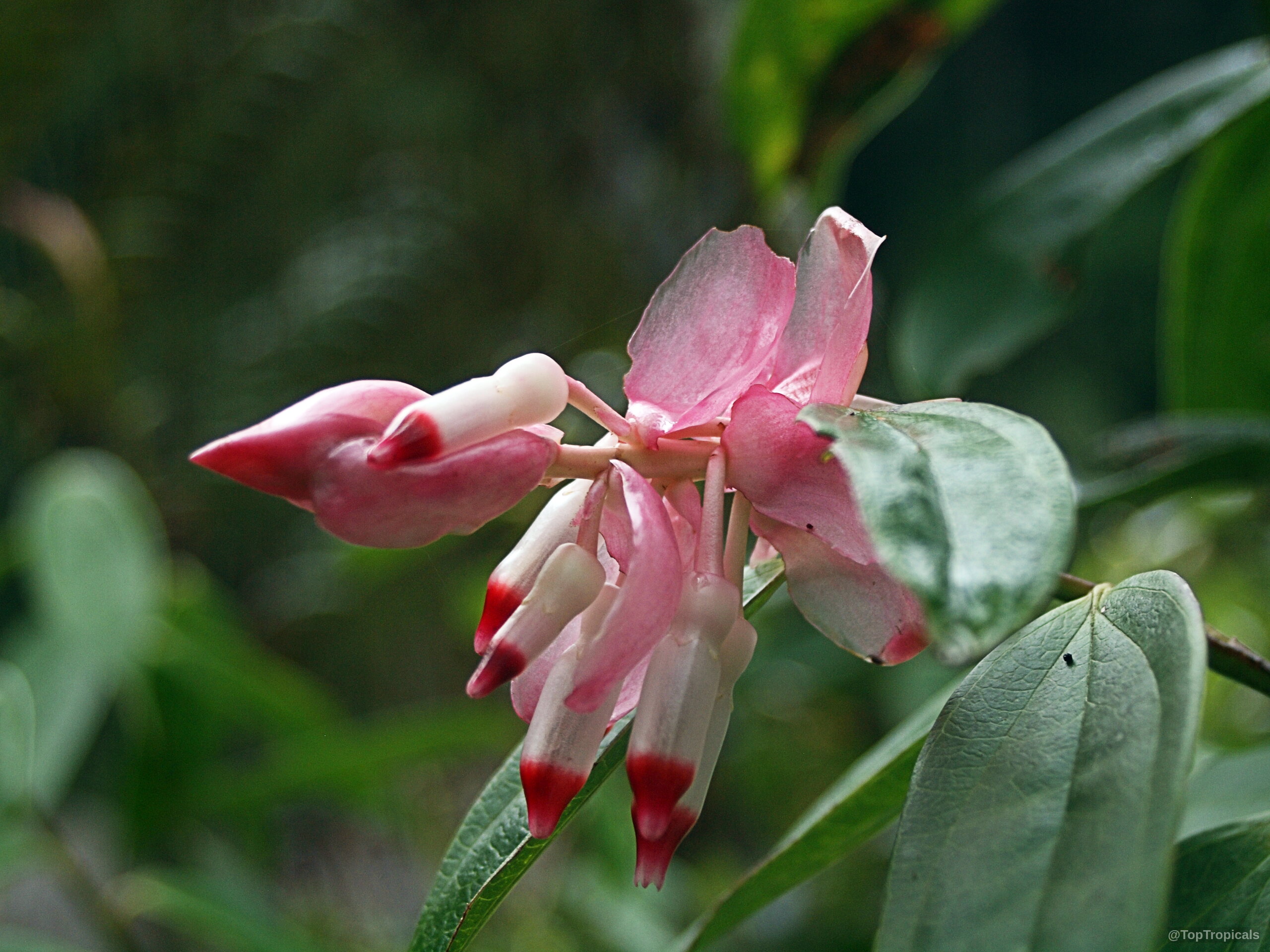 Cavendishia tarapotana (Cavendishia) with pendulous pink and white flowers hanging among the waxy green leaves. Cavendishia tarapotana (Cavendishia) pink and white flower close up on green foliage