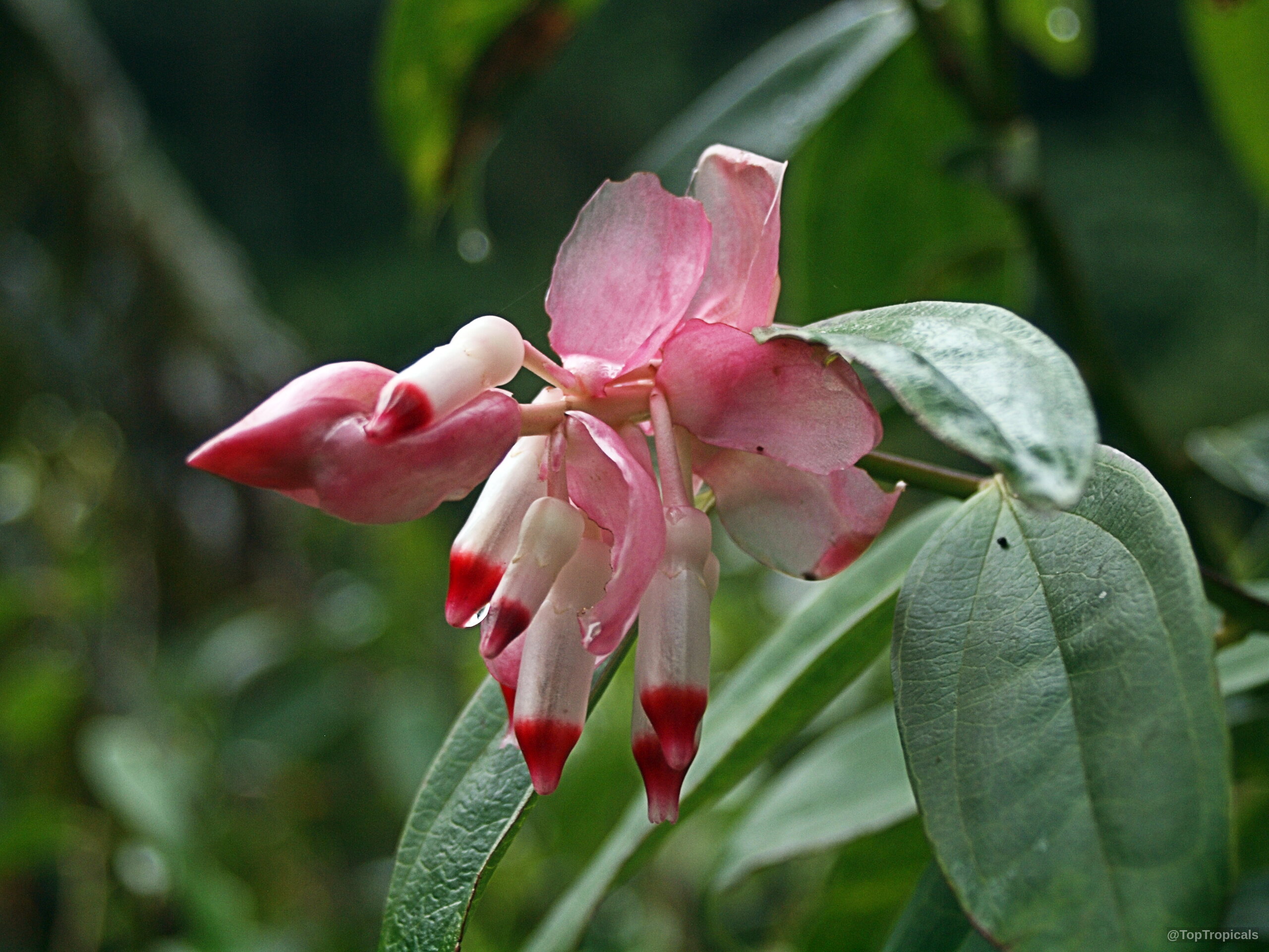 Cavendishia tarapotana (Cavendishia) tubular flower clusters with pink and white petals on a green stem. Cavendishia tarapotana (Cavendishia) pink and white tubular flower close up on a green stem