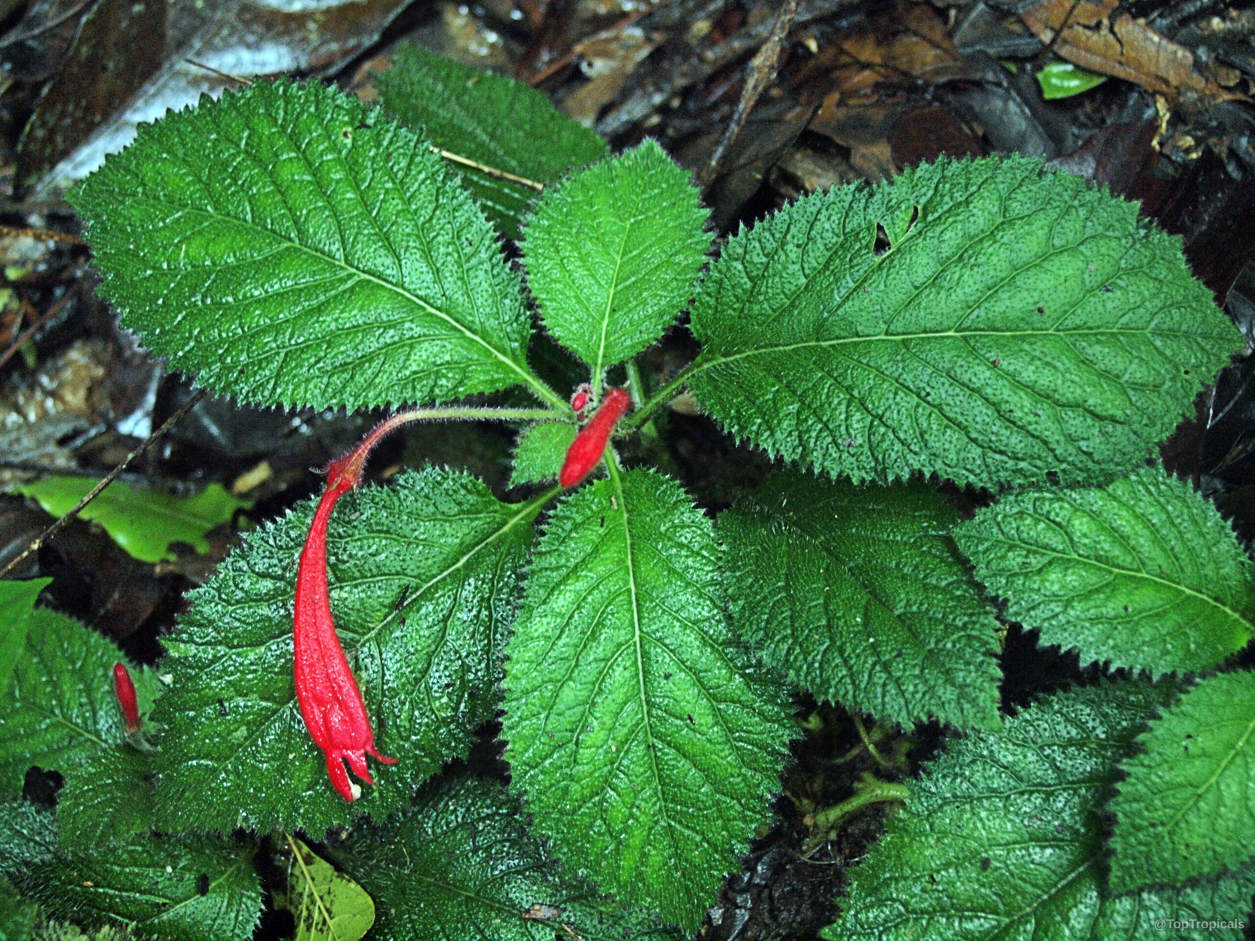 Centropogon sp. (Centropogon) with green leaves and a singular red tubular flower stretching from the center. Centropogon sp. (Centropogon) with red tubular flower and green textured leaves as plant close up.