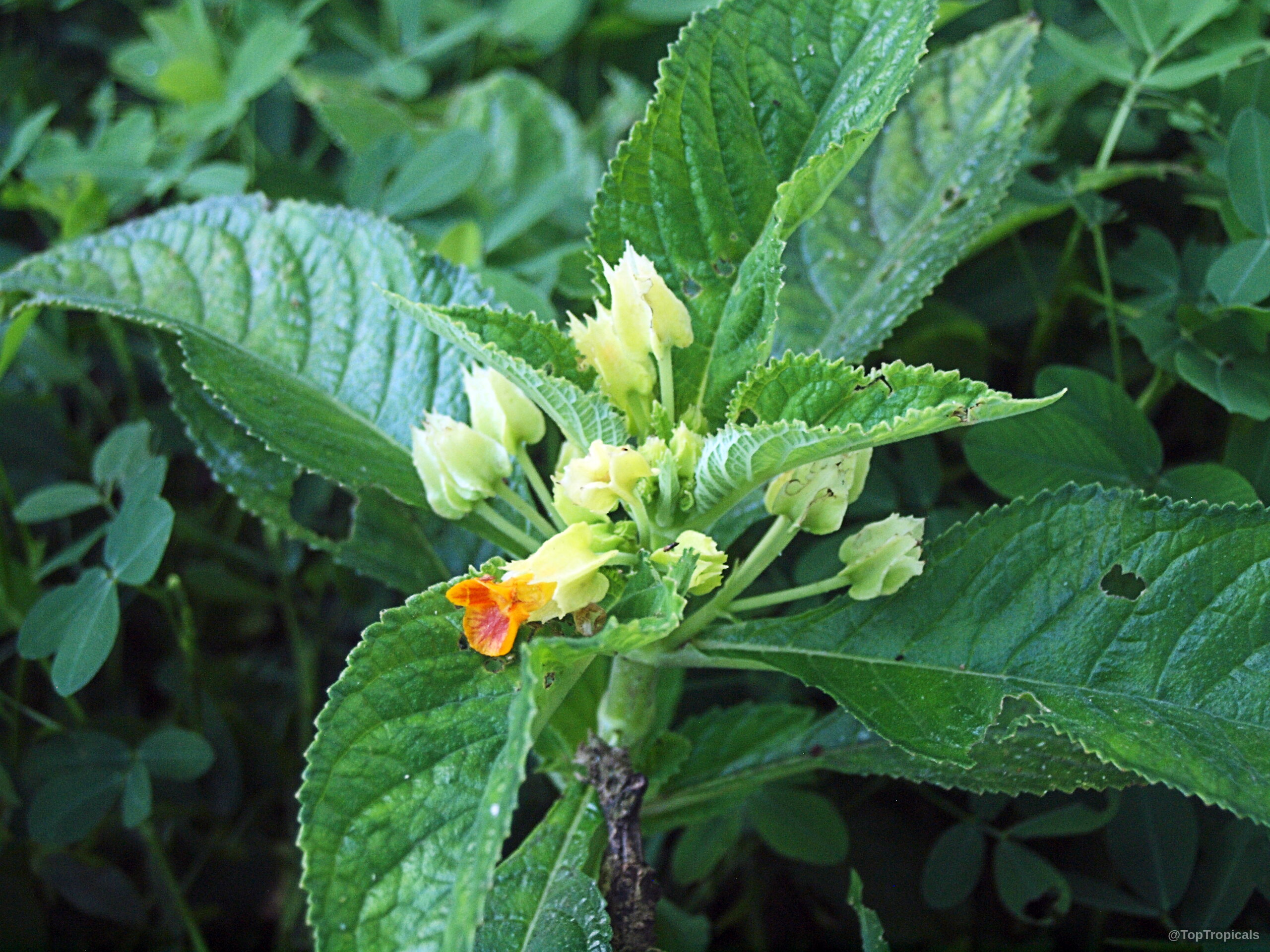 Chrysothemis friedrichsthaliana (Chrysothemis) with orange flower, pale yellow calyces, and textured green leaves in natural light. Chrysothemis friedrichsthaliana (Chrysothemis) plant with orange flower and green serrated leaves in a close up