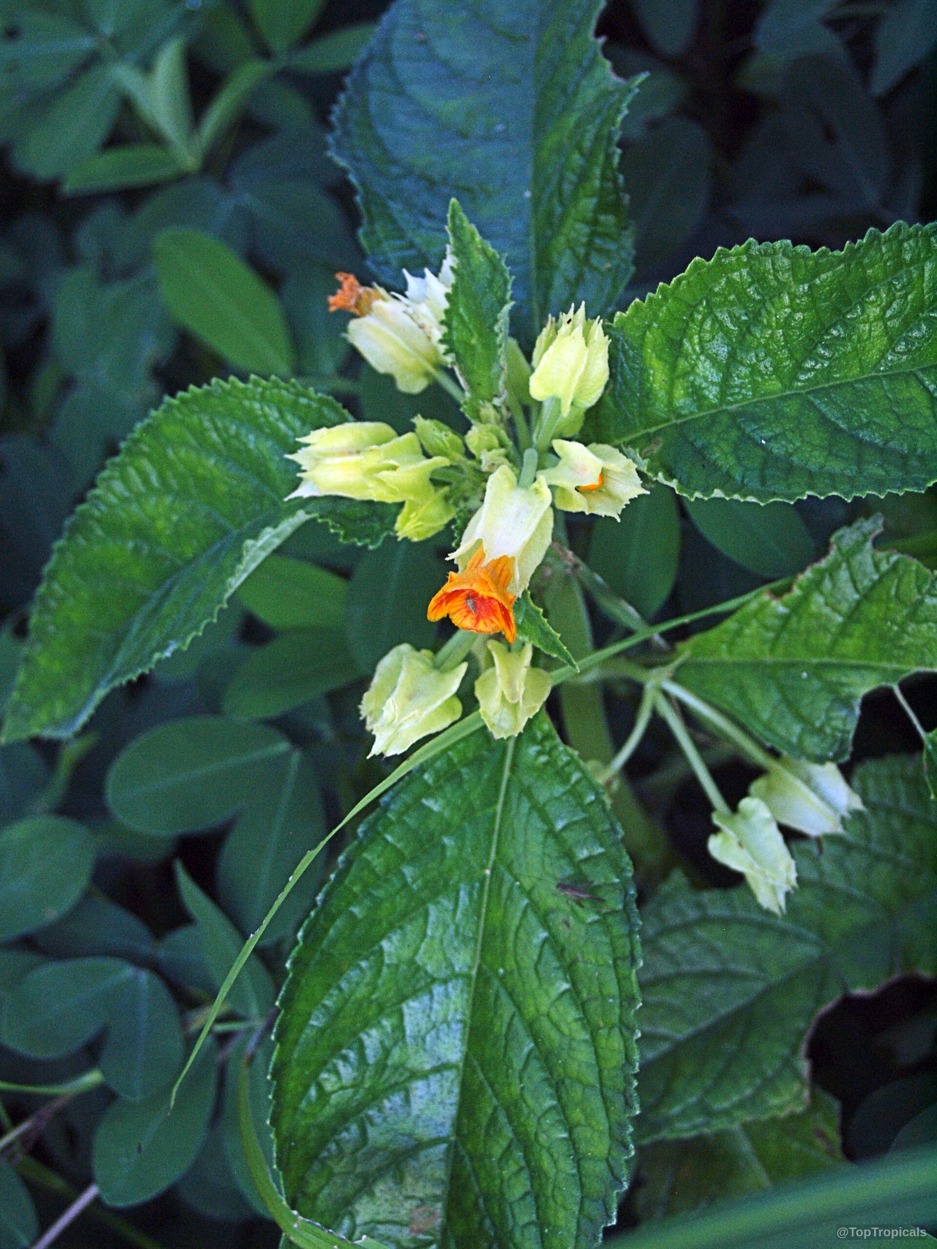 Chrysothemis friedrichsthaliana (Chrysothemis) orange flower nestled inside pale yellow leafy bracts amid green foliage. Chrysothemis friedrichsthaliana (Chrysothemis) yellow orange flower plant with green leaves close up