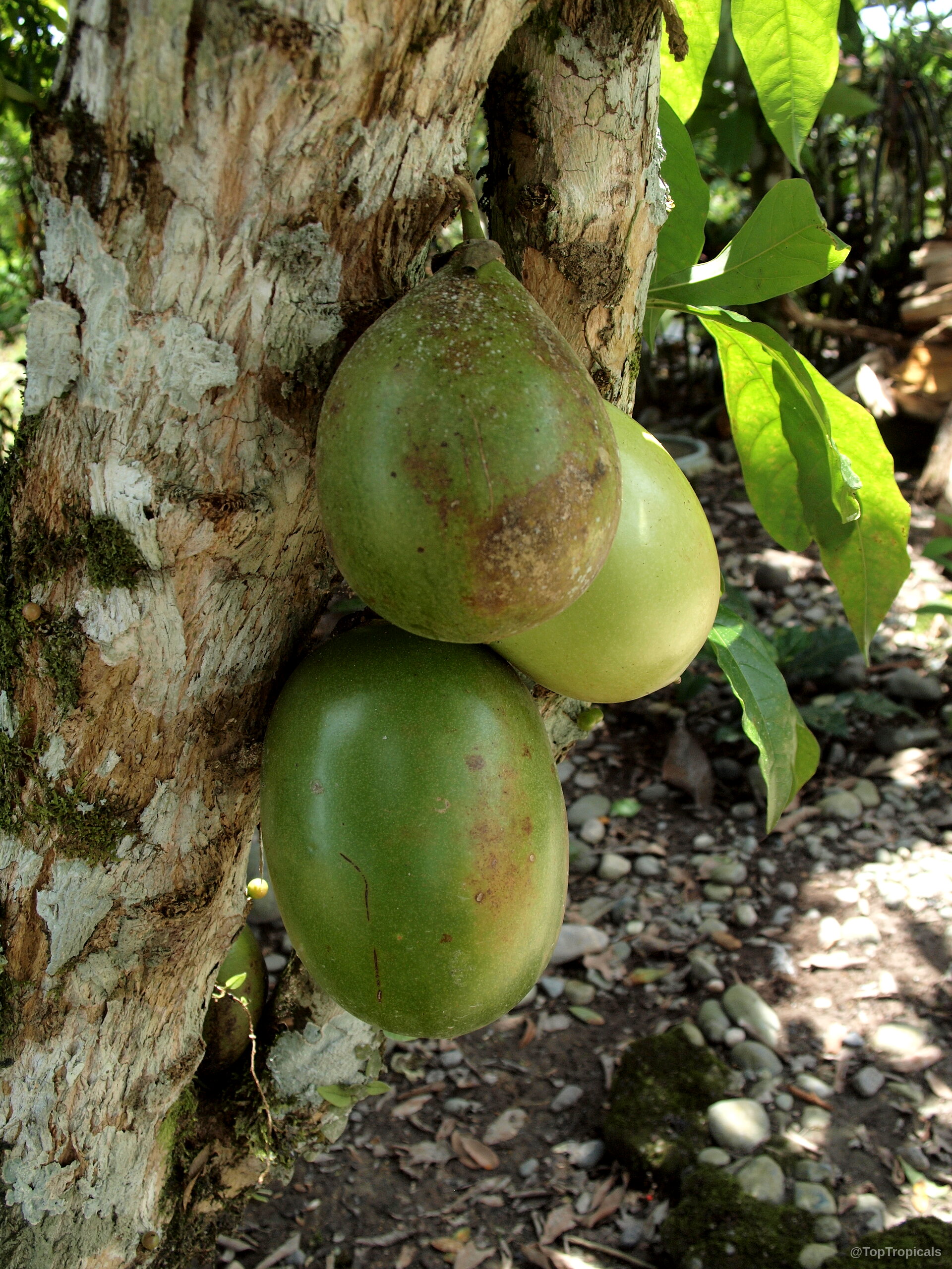 Crescentia cujete (Calabash Tree) large round green fruit attached directly to thick woody tree bark Crescentia cujete (Calabash Tree) green fruit hanging on thick woody bark close up image