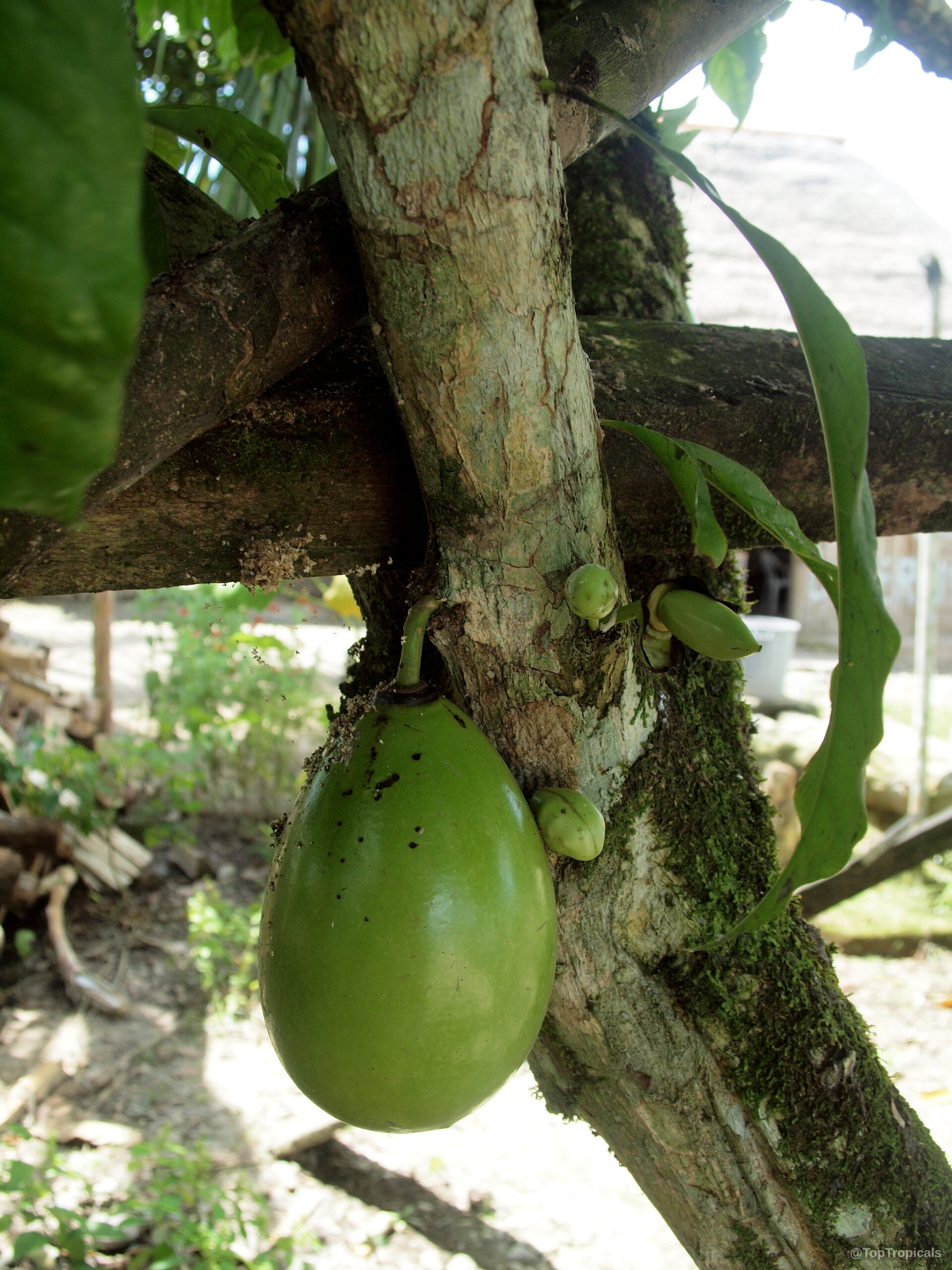 Crescentia cujete (Calabash Tree) with smooth green round fruit attached directly to a rough trunk Crescentia cujete (Calabash Tree) green fruit hanging from a thick woody textured tree branch