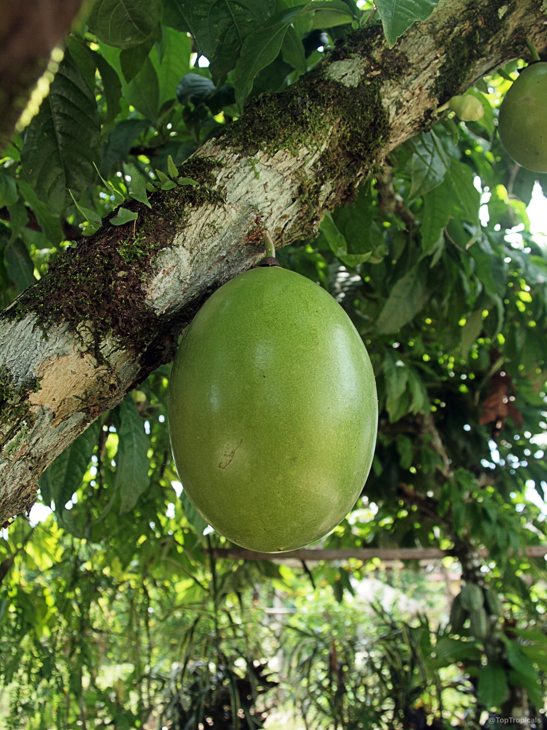 Crescentia cujete (Calabash Tree) bearing a large round green fruit attached to a mossy branch. Crescentia cujete (Calabash Tree) with large smooth green fruit hanging from a thick woody branch.