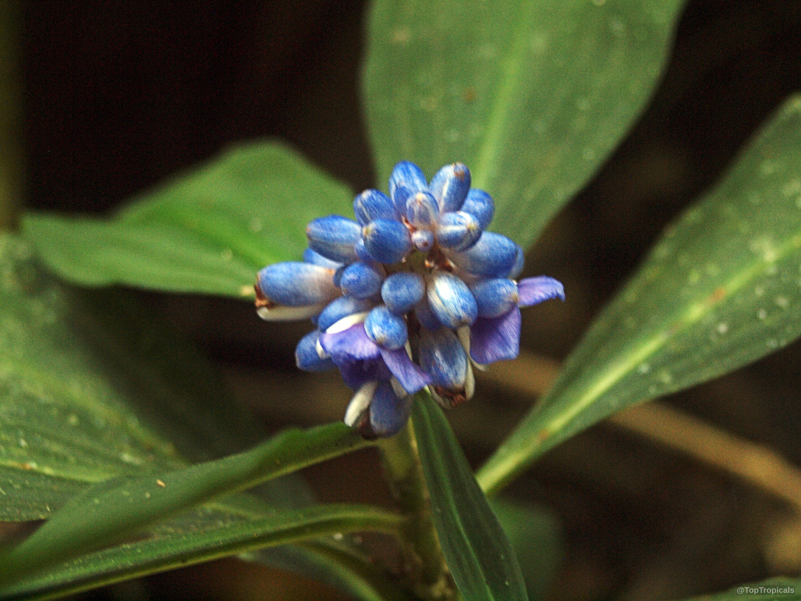 Dichorisandra thyrsiflora (Blue Ginger) flower cluster with intense blue petals surrounded by dark green leaves. Dichorisandra thyrsiflora (Blue Ginger) blue flower close up with green leaves in the background.