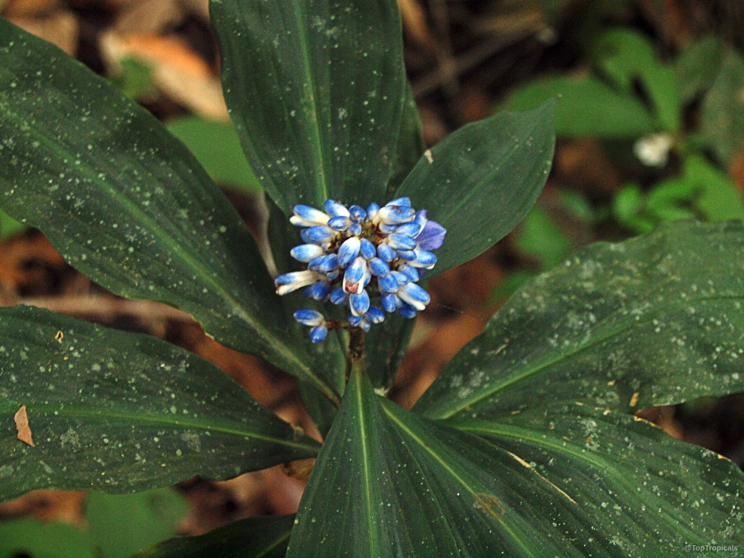 Dichorisandra thyrsiflora (Blue Ginger) with blue flower and long pointed deep green foliage Dichorisandra thyrsiflora (Blue Ginger) blue flower close up surrounded by long deep green leaves