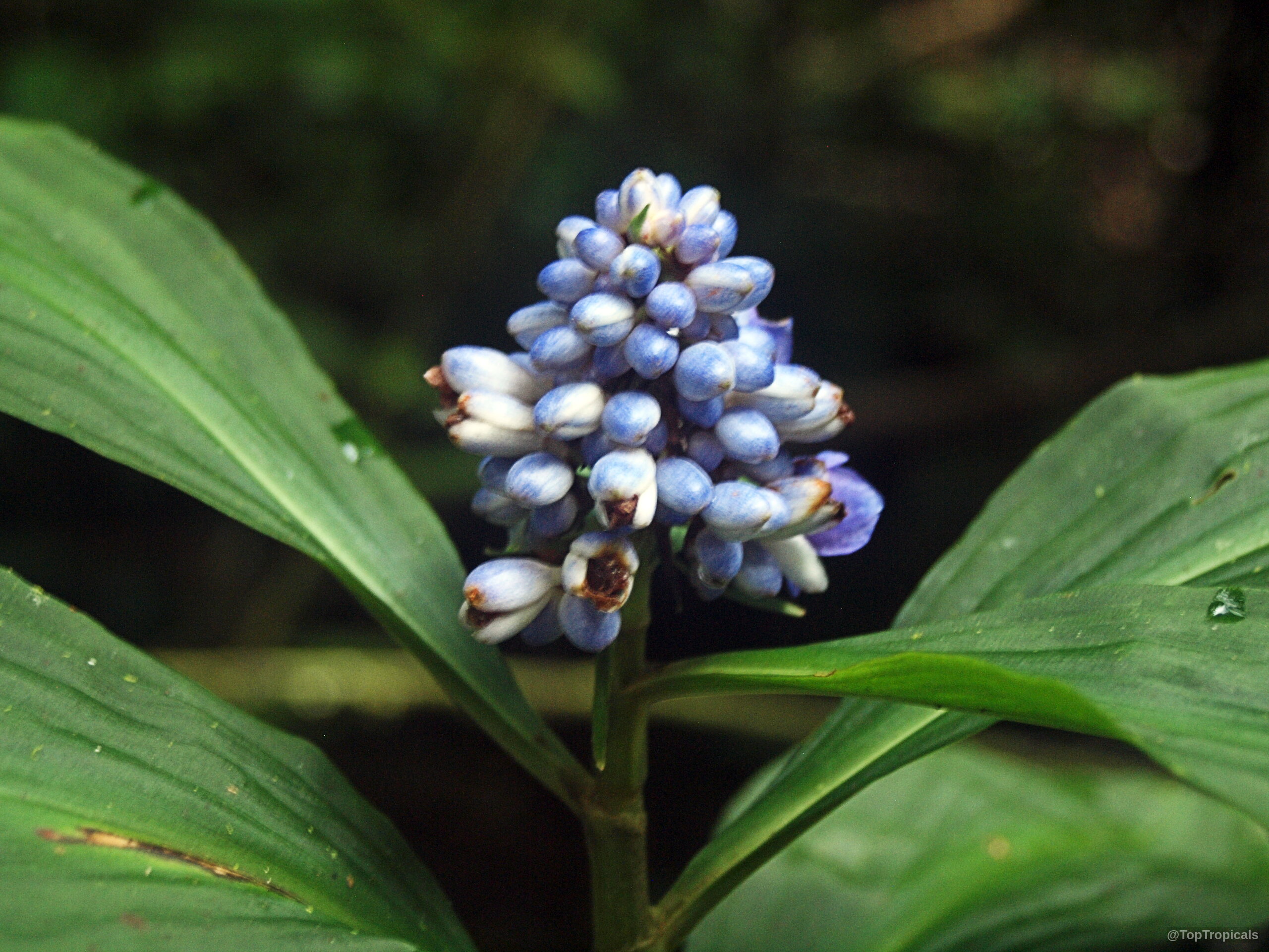 Dichorisandra thyrsiflora (Blue Ginger) purple-blue conical flower spike nestled between wide dark green pointed leaves. Dichorisandra thyrsiflora (Blue Ginger) blue flower cluster, close up image of conical spike.