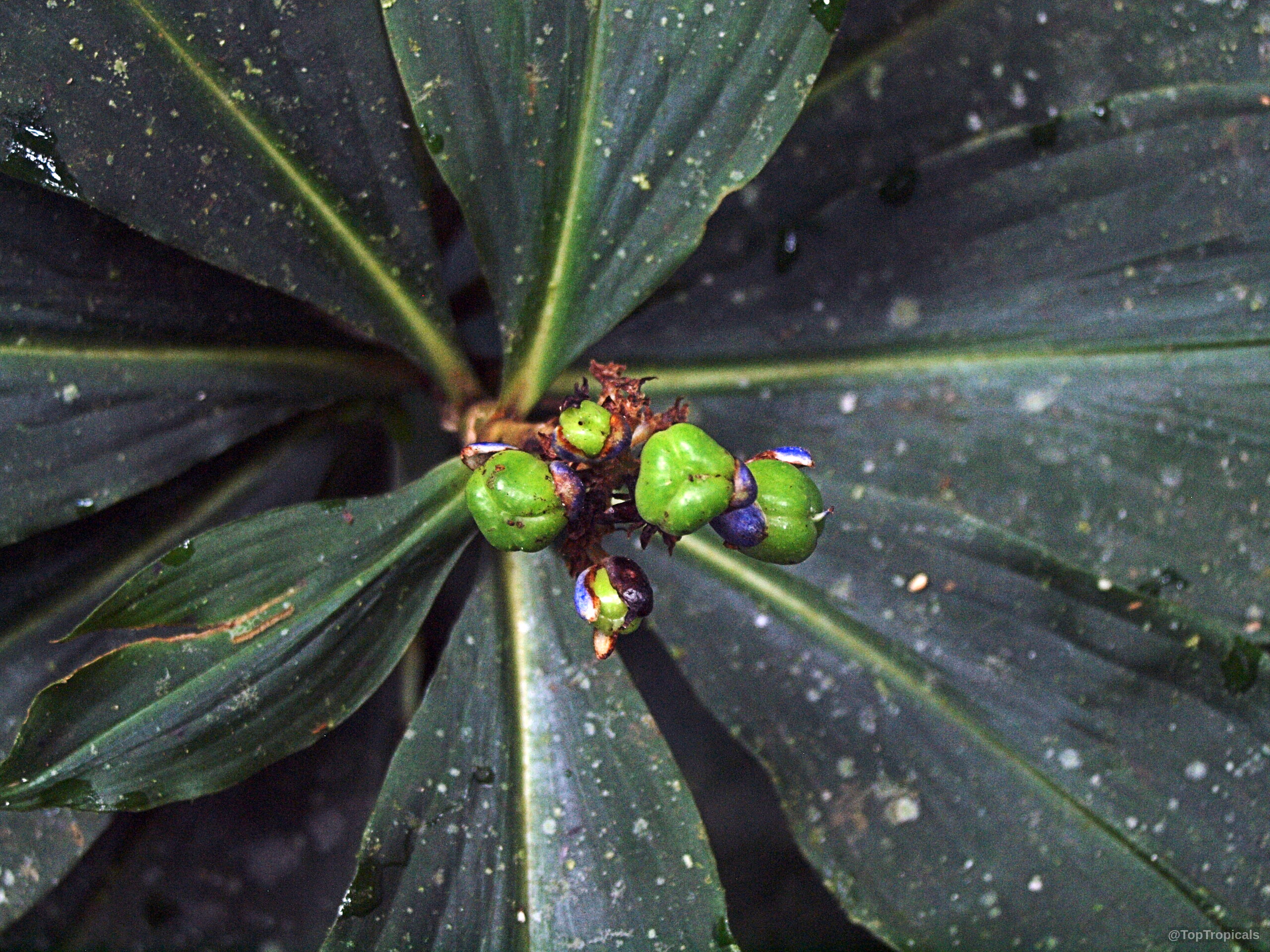 Dichorisandra thyrsiflora (Blue Ginger) with green fruit cluster growing amid long dark green foliage leaves Dichorisandra thyrsiflora (Blue Ginger) green fruit cluster close up with dark foliage leaves around