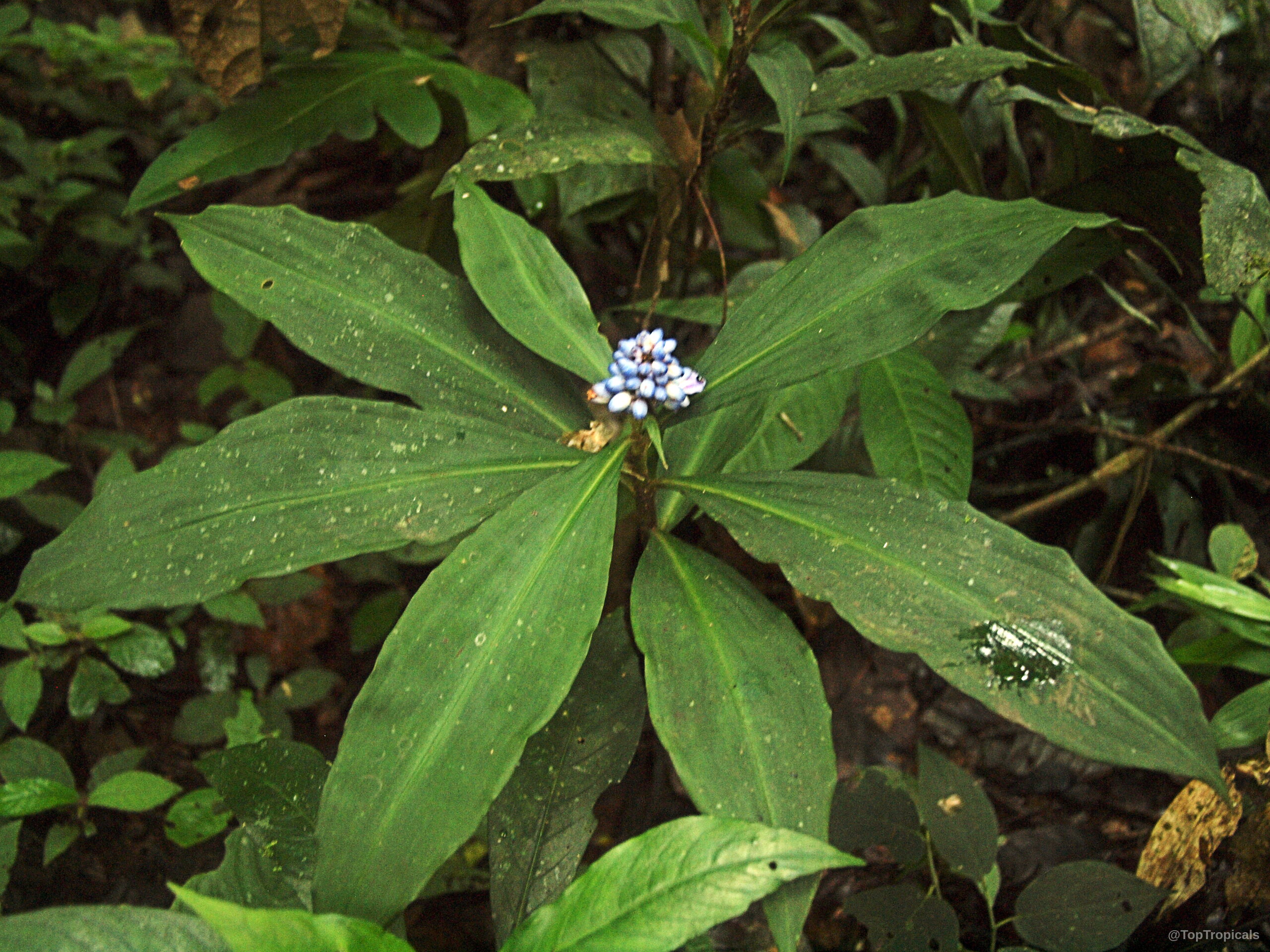 Dichorisandra thyrsiflora (Blue Ginger) plant with a cluster of small blue flowers and green leaves. Dichorisandra thyrsiflora (Blue Ginger) plant with cluster of small blue flowers and green leaves